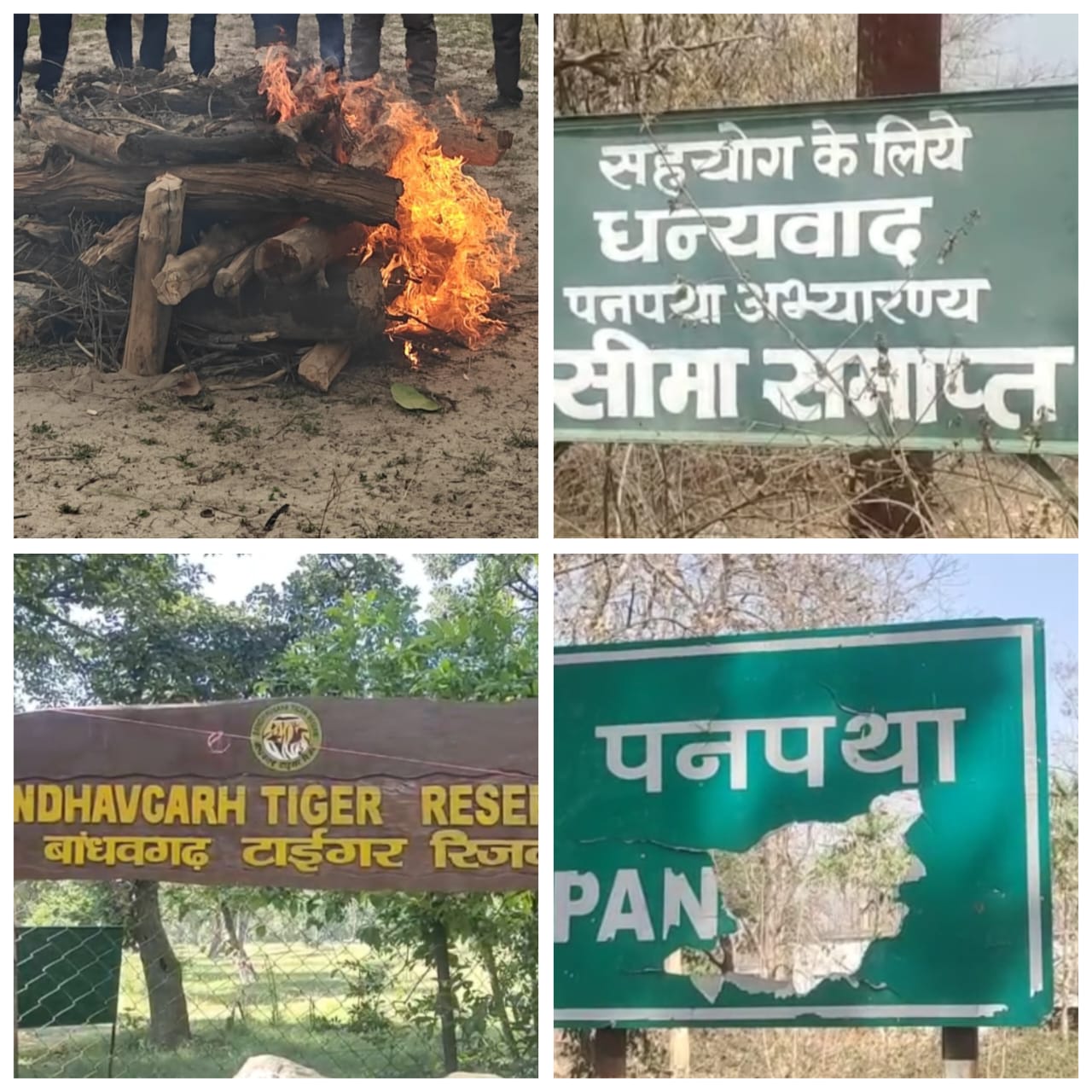 umaria,   tiger found , Bandhavgarh