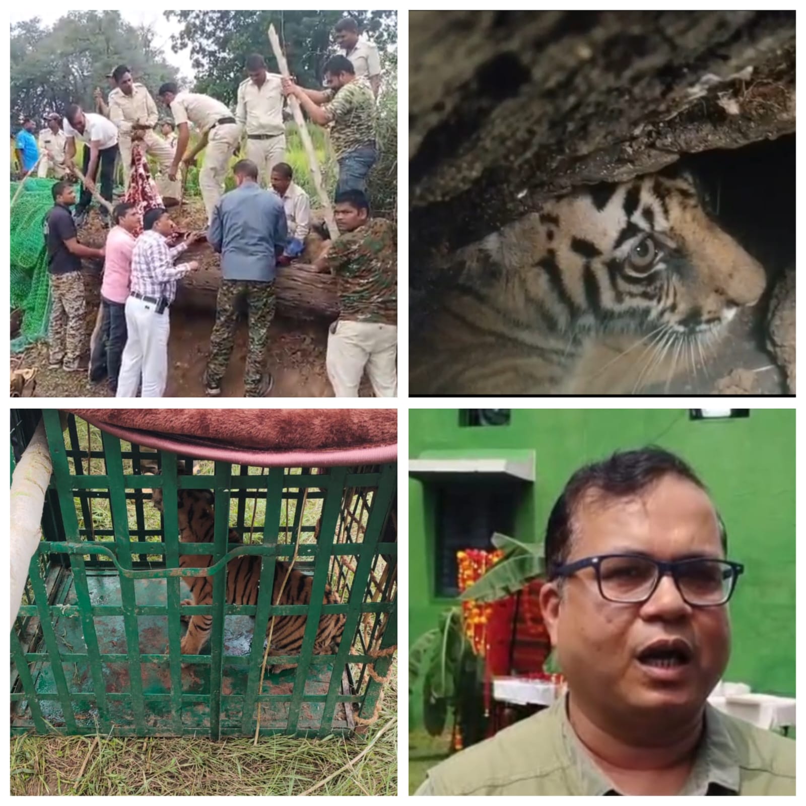 umaria, Two tiger cubs ,Bandhavgarh Tiger Reserve 