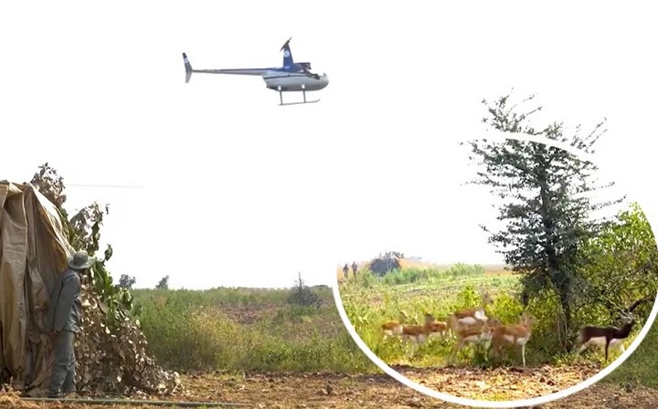 bhopal, Campaign , capture blackbucks 