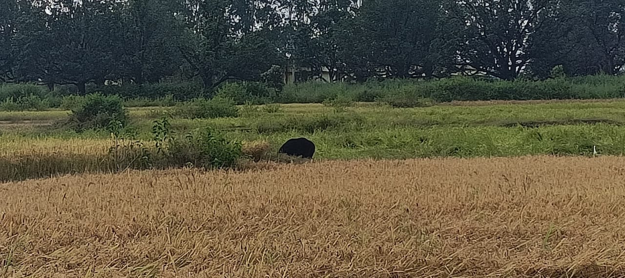 anuppur, Bear terror, Koyla Nchal