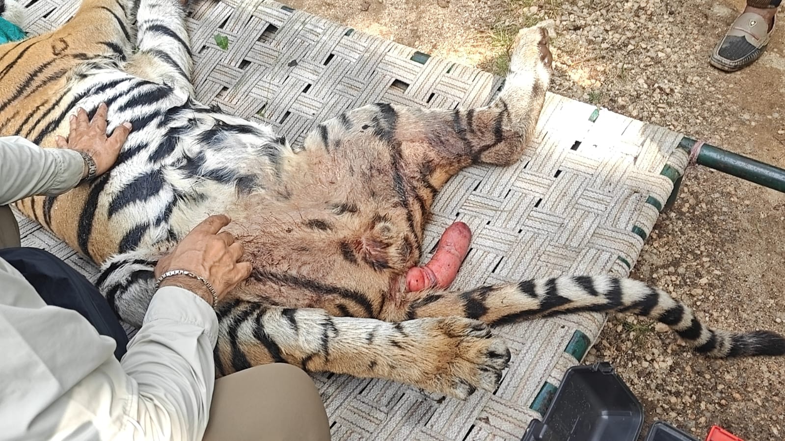 seoni,Successful rescue , injured tiger cub