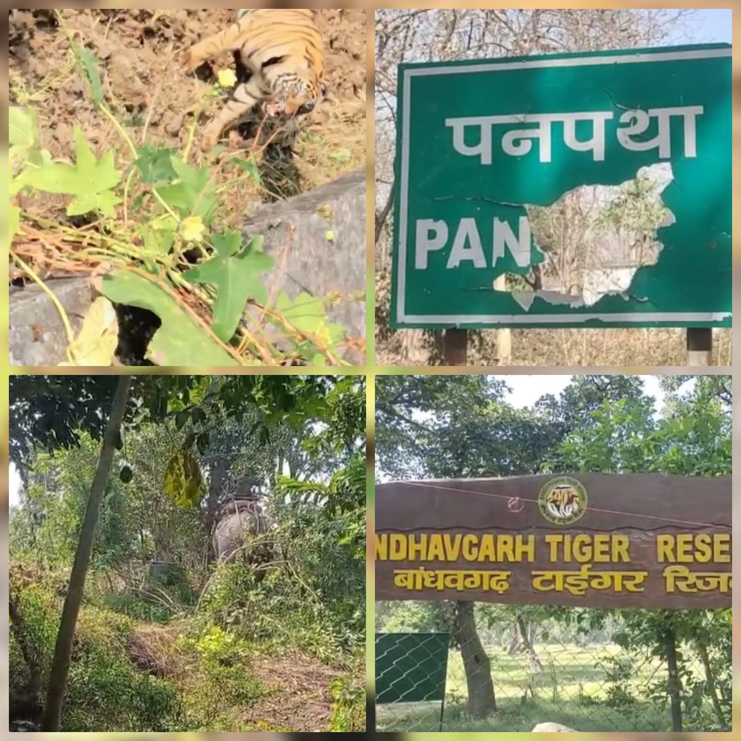 umaria, Tiger terror, Bandhavgarh Tiger Reserve