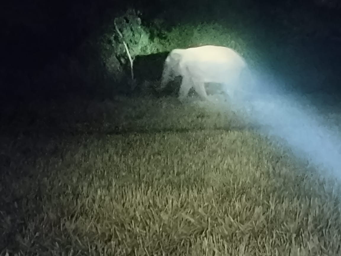 anuppur,After spending 14,elephant returned  