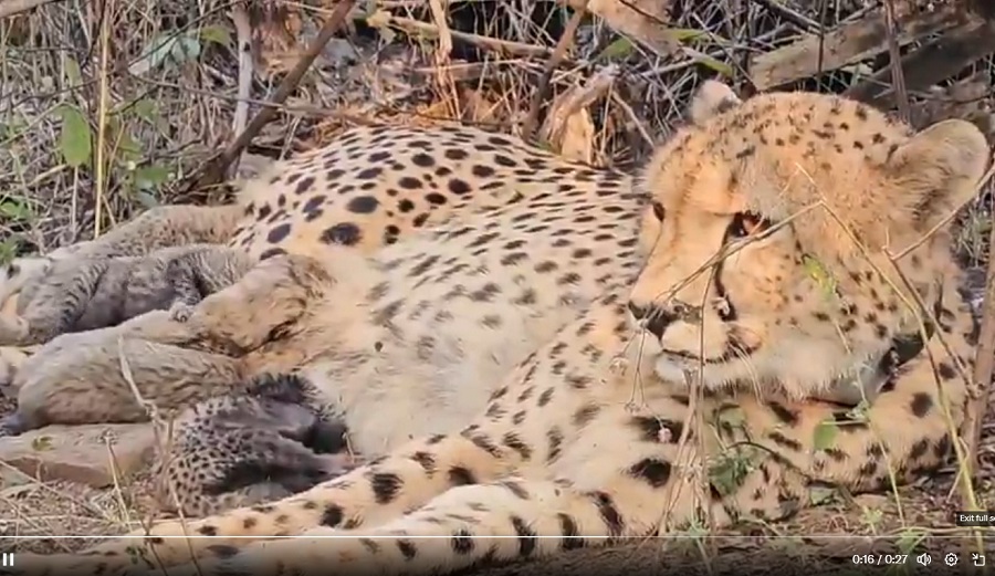 bhopal, Indian-origin female cheetah 