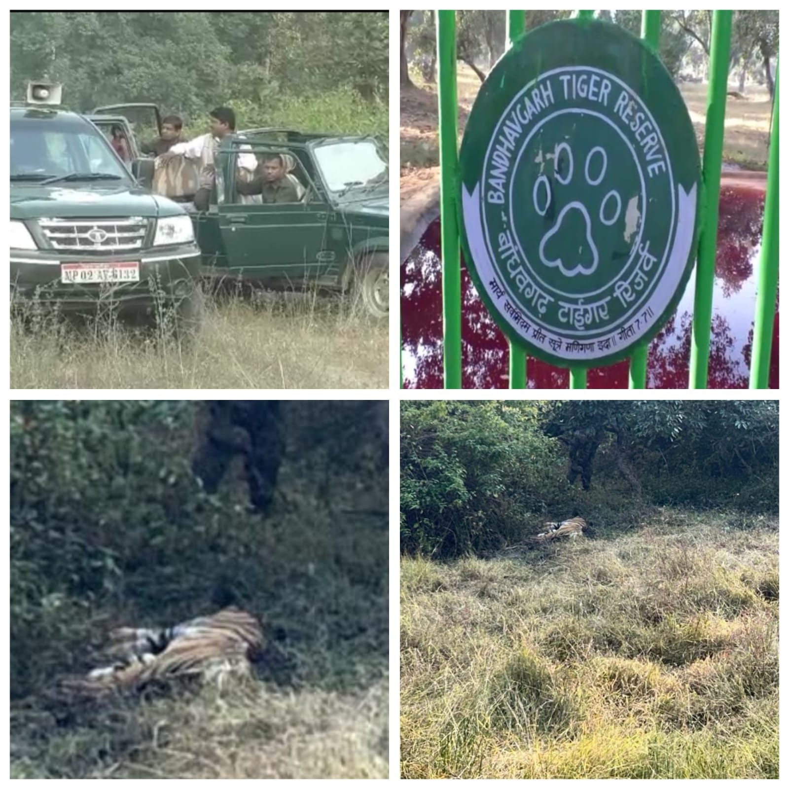 umaria,  tiger cub dies, Bandhavgarh Tiger Reserve