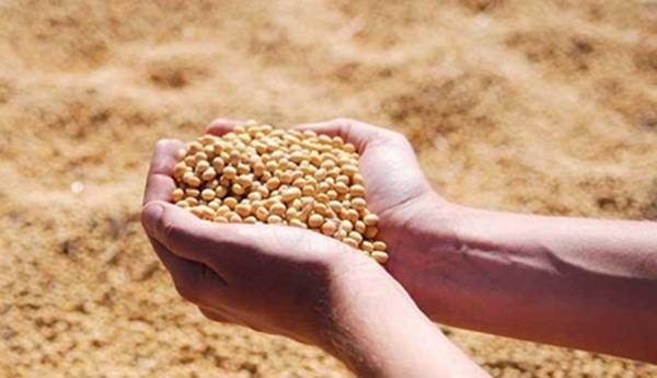 bhopal, Model rate , soybean increased 