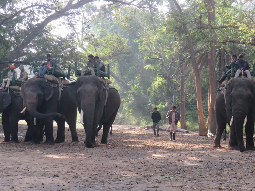 seoni,No trace of tigress ,Pench Tiger Reserve 