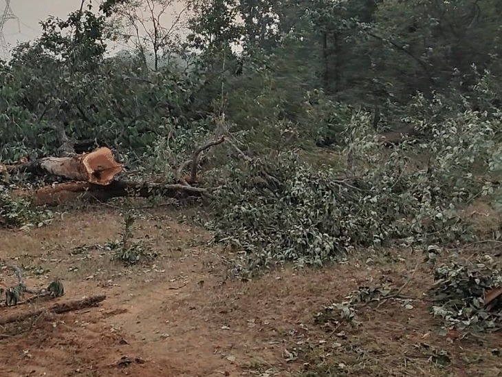 Singrauli,  Congress , inquiry committee , massive tree , felling
