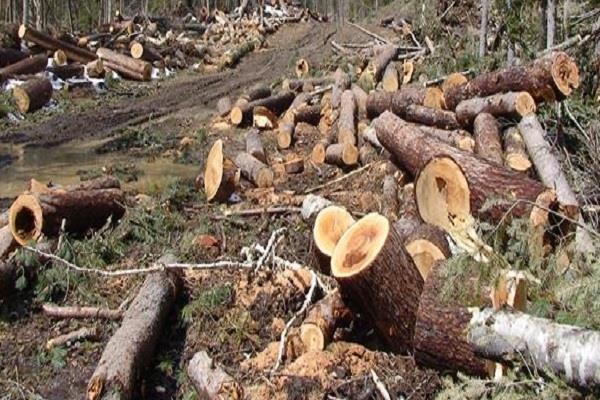 Bhopal , Tree felling ,  continues,   metro ,road projects