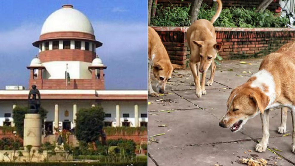 Supreme Court,   strong comment,  stray dogs