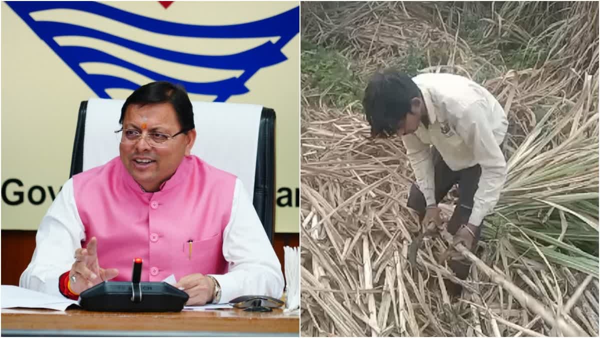 Uttarakhand,  government,  approves,  state advised price , sugarcane