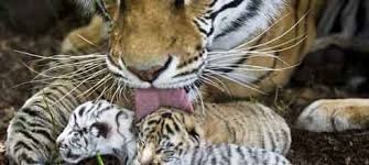  वन्य-प्राणी संरक्षण सप्ताह