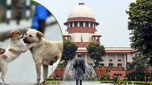  newdelhi, Supreme, Court,  strict,  sterilization, verdict, stray, dogs