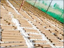 गाय के गोबर से बनेंगी शुद्ध लकड़ियां