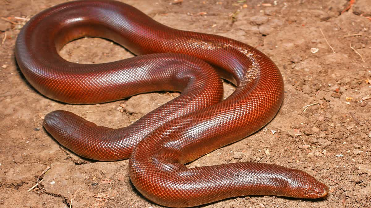  snake smuggling racket , Narmadapuram; elderly man ,arrested ,red sand boa