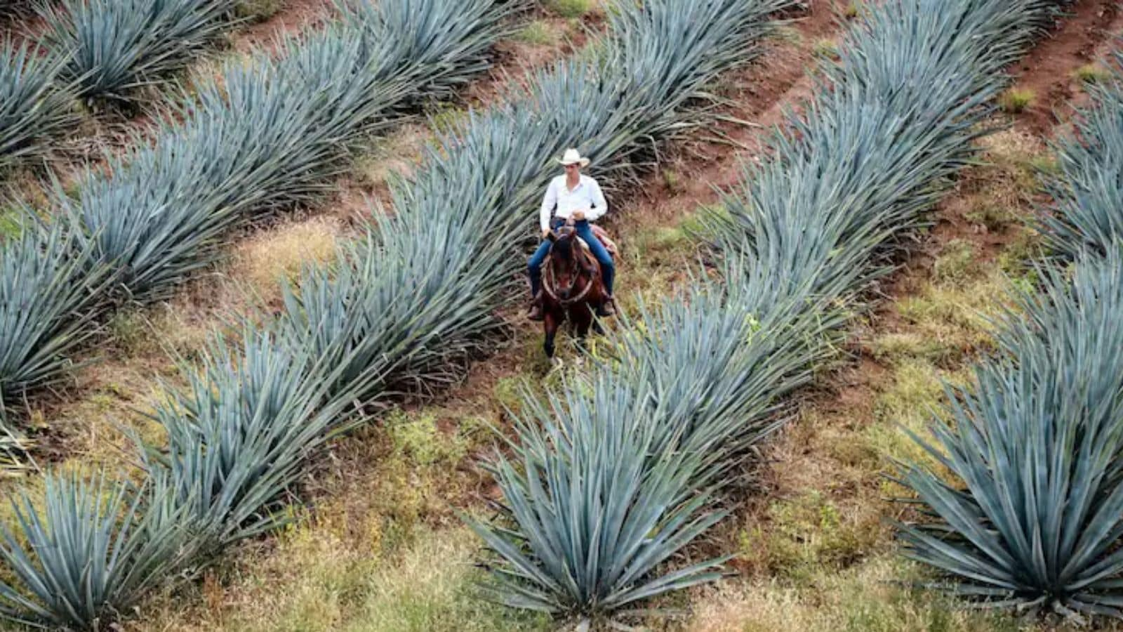 Agave cactus ,  ‘Blue Gold , Indian farmers.