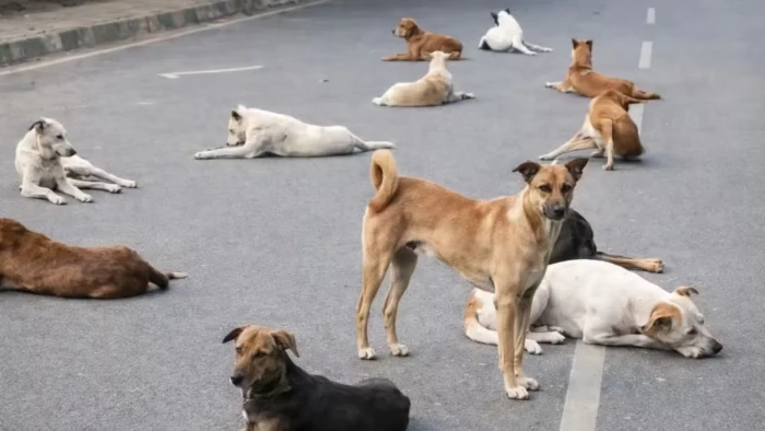 Fraud, dog sterilization project, Gwalior, veterinarian