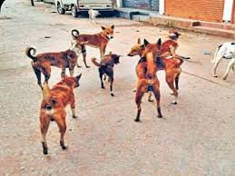  Stray dog ​​terror ,Sheopur; 40 people injured , biting spree.