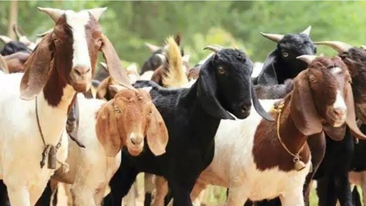 theft , Rajgarh: Miscreants, two houses, goats from a third.