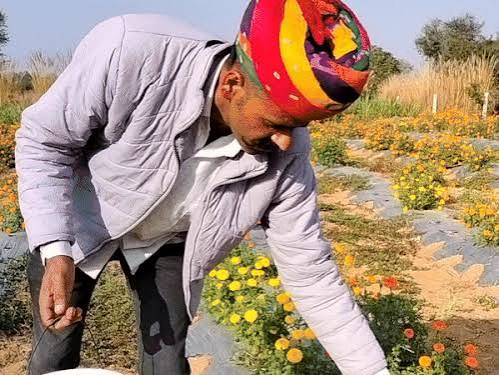 vegetable farming , 