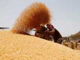 MSP wheat procurement scam: FIR,  Bhind and Morena.