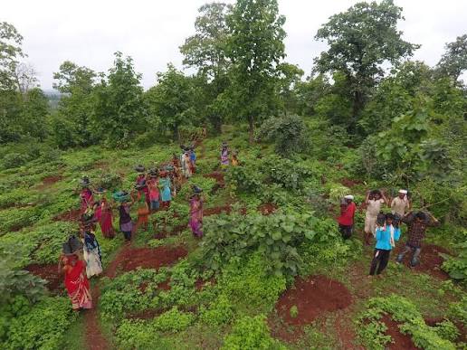 Korku community , forests, Khandwa, protest 
