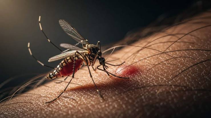 Dengue, Bhopal, breeding grounds , mosquitoes.