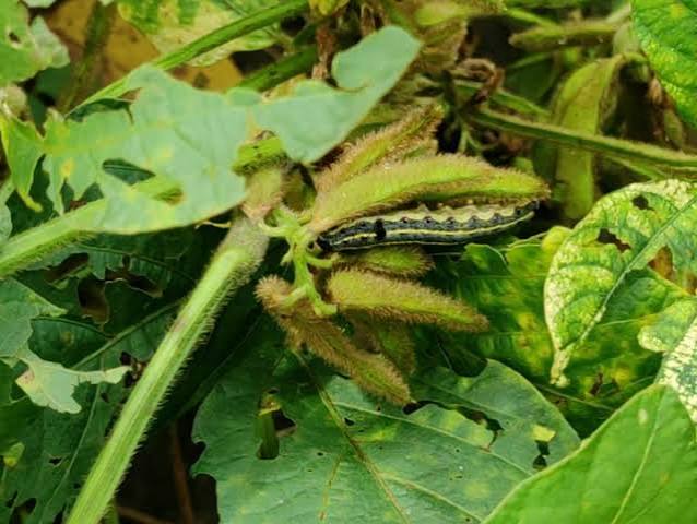 Farmers , rain, soybean crop hit ,caterpillar infestation.