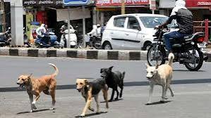 dogs , Bhopal ,BRICS summit;, Municipal Corporation.
