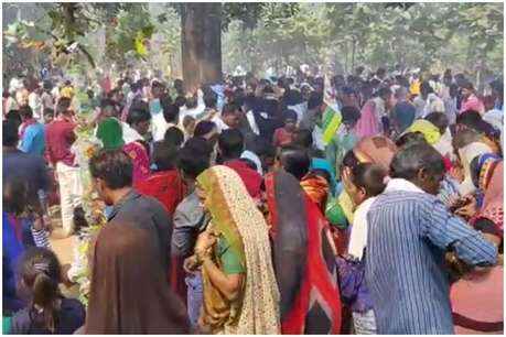 bhopal, hoshangabad,  Mahua tree
