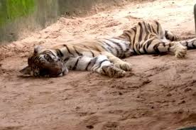 bhopal, tigress, van vibhag