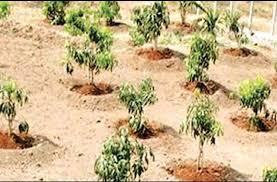 bhopal, plantation scam, EOW investigation