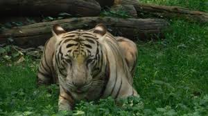 bhopal, Raisen, tigress fit, forest