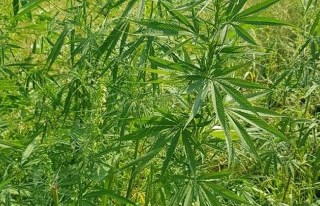 bhopal, MP government, cultivate hemp
