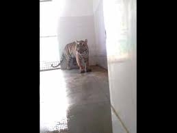 bhopal,Raisen, tigress, Churna, Satpura Tiger Reserve