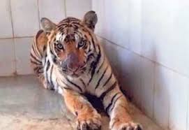 bhopal,  tigress,Van Vihar, Churna