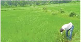 chattarpur, Farmer, premium amount,crop insurance