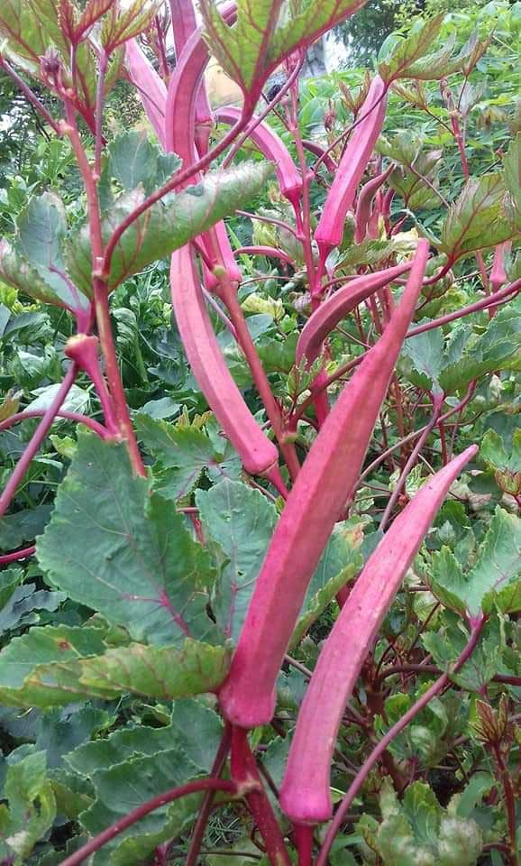 chattarpur, wonders of organic farming, barren land of Bundelkhand, growing pineapple, tapiaco, red 