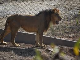 bhopal, Satya or Nandi, tourists can see only ,one at a time