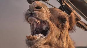 dhaar, Camel attacked, young man ,ribs and back injury