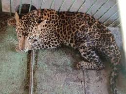 bhopal, New tendu, brought for treatment, Van Vihar