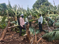 burhanpur, heavy rains, caused heavy rains, Collector gave survey instructions