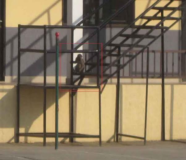 सर्वधर्म से दानिश हिल्स तक बंदर का आतंक