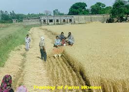 मध्यप्रदेश में कृषि विकास दर 24.99 प्रतिशत