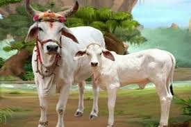 bhopal,More than, 71 thousand,destitute cows, got shelter,Gaushalas 