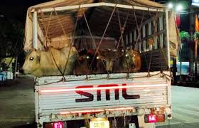 shivpuri, Police caught ,two pick-up vehicles, full of cows