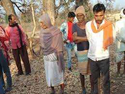 seoni,tiger attack ,killed an old ,mahua in the jungle
