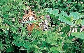 कलियासोत में बााघ के लिए लगेगी जाली