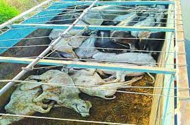 seoni,Police caught , truck transporting ,cows and teak illegally