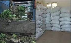 gwalior, 888 kg ganja, recovered , banana truck